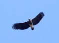 /album/some-overseas-trips/grey-headed-fish-eagle-corbett-park-jpg1/
